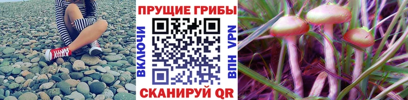 Купить где  Нововоронеж  Галлюциногенные грибы мухоморы 